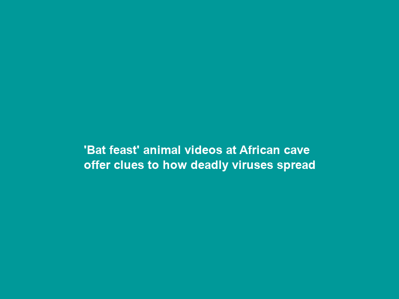 ‘Bat feast’ animal videos at African cave offer clues to how deadly viruses spread