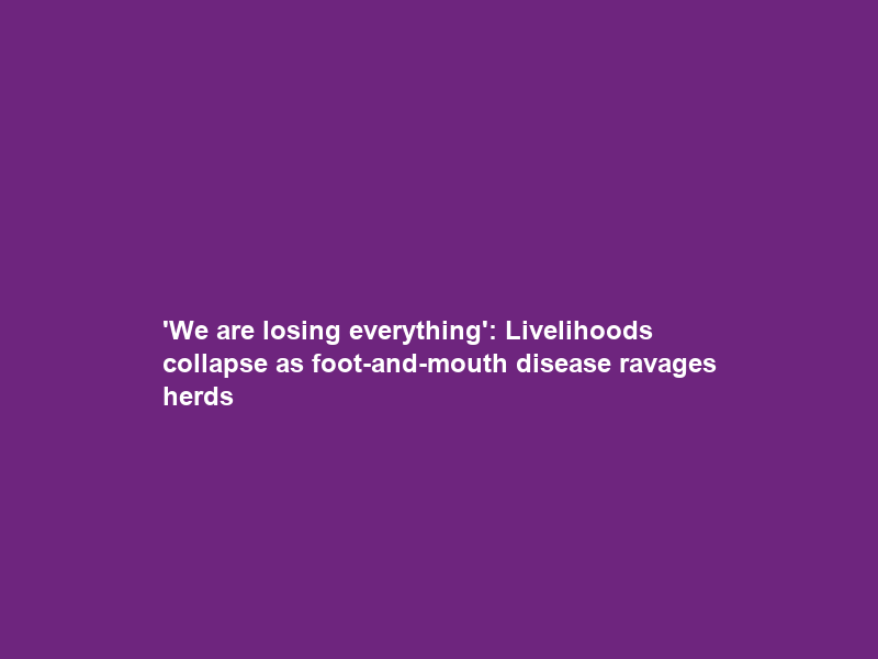 ‘We are losing everything’: Livelihoods collapse as foot-and-mouth disease ravages herds