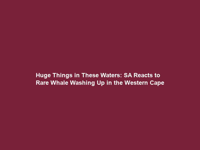 “Huge Things in These Waters”: SA Reacts to Rare Whale Washing Up in the Western Cape
