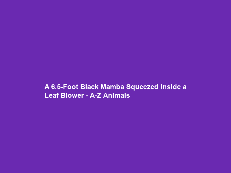 A 6.5-Foot Black Mamba Squeezed Inside a Leaf Blower – A-Z Animals