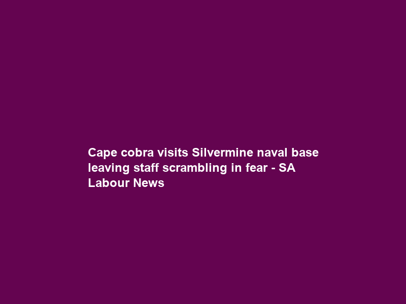 Cape cobra visits Silvermine naval base leaving staff scrambling in fear – SA Labour News