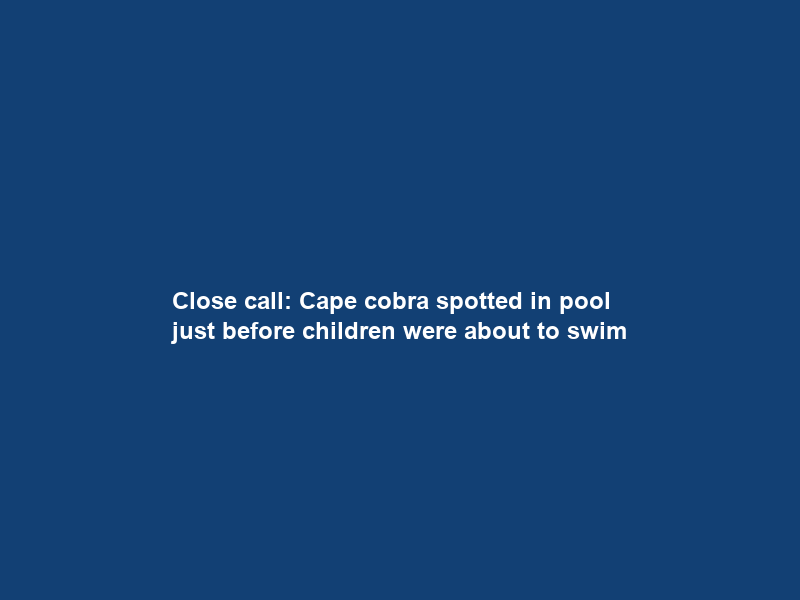 Close call: Cape cobra spotted in pool just before children were about to swim
