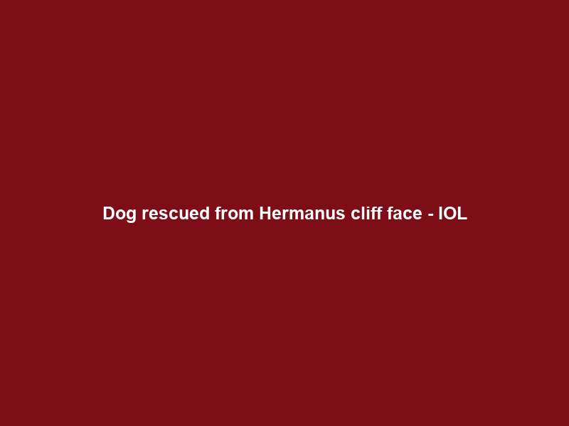 Dog rescued from Hermanus cliff face – IOL