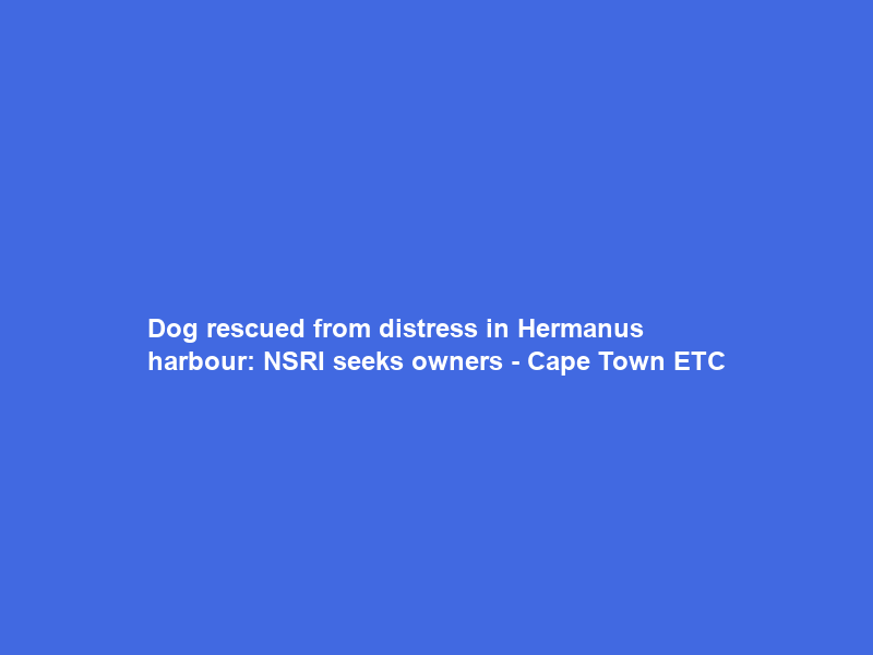 Dog rescued from distress in Hermanus harbour: NSRI seeks owners – Cape Town ETC