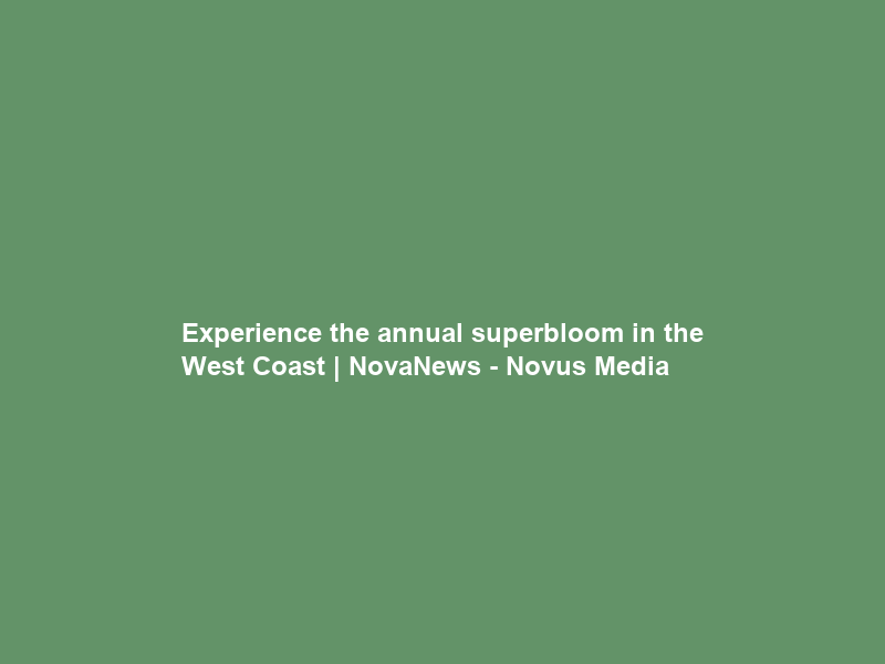 Experience the annual superbloom in the West Coast | NovaNews – Novus Media