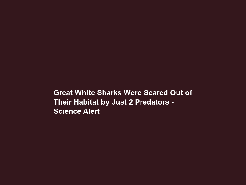 Great White Sharks Were Scared Out of Their Habitat by Just 2 Predators – Science Alert