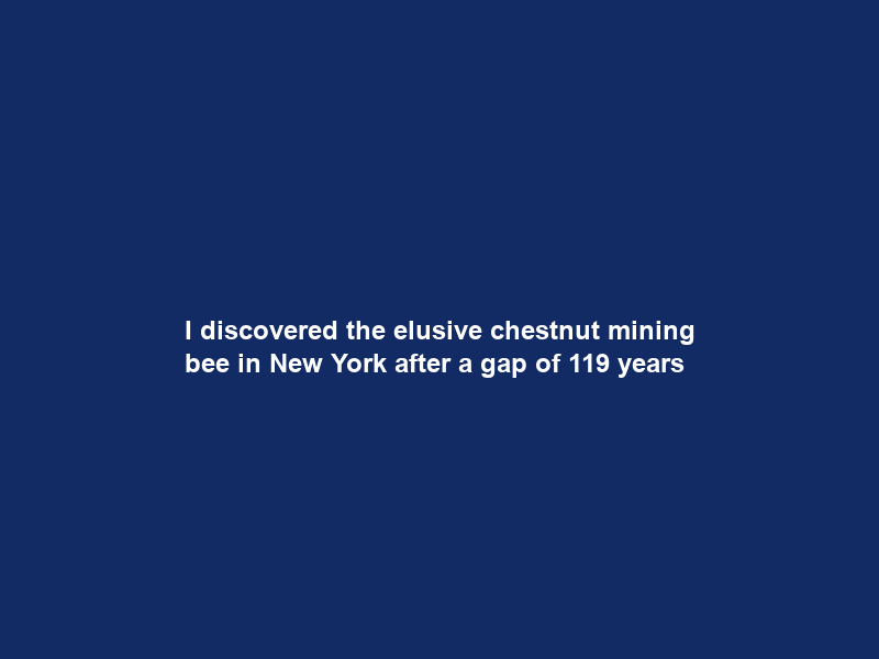 I discovered the elusive chestnut mining bee in New York after a gap of 119 years