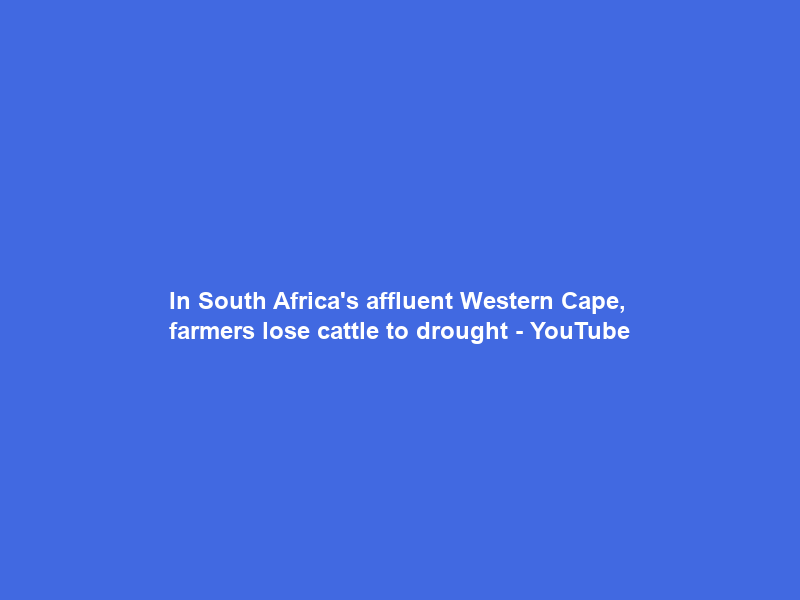 In South Africa’s affluent Western Cape, farmers lose cattle to drought – YouTube