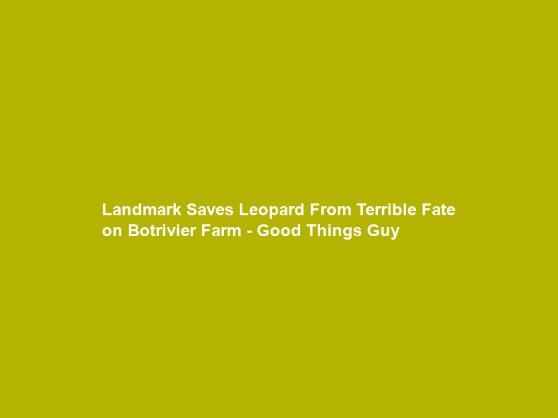 Landmark Saves Leopard From Terrible Fate on Botrivier Farm – Good Things Guy