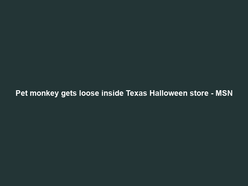 Pet monkey gets loose inside Texas Halloween store – MSN