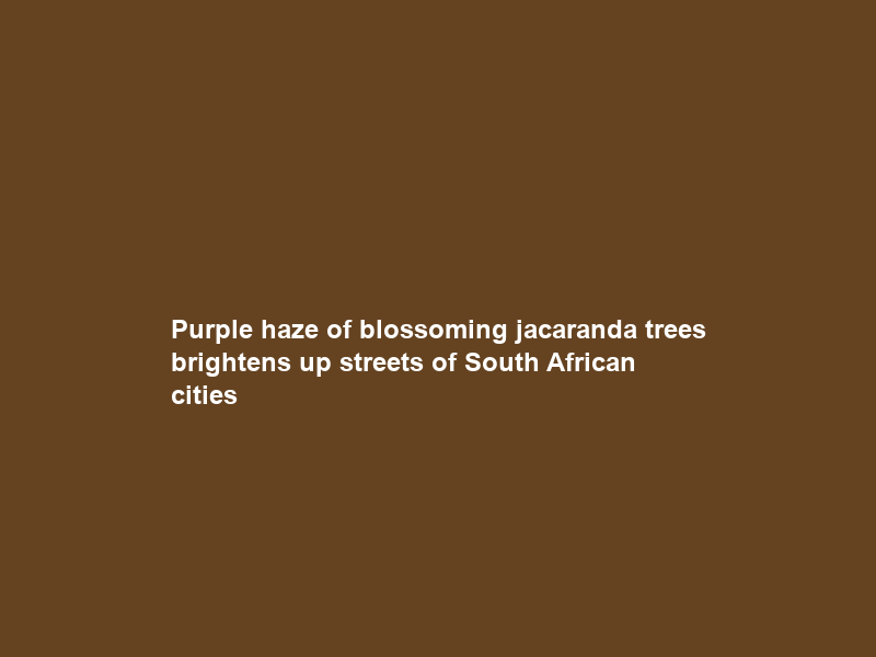 Purple haze of blossoming jacaranda trees brightens up streets of South African cities