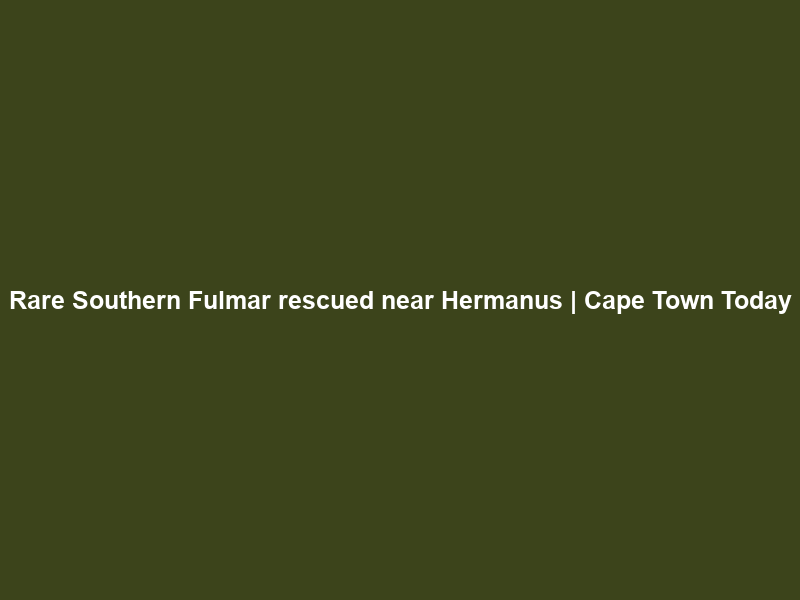 Rare Southern Fulmar rescued near Hermanus | Cape Town Today
