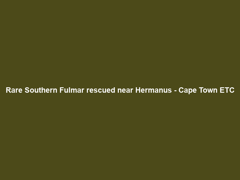 Rare Southern Fulmar rescued near Hermanus – Cape Town ETC