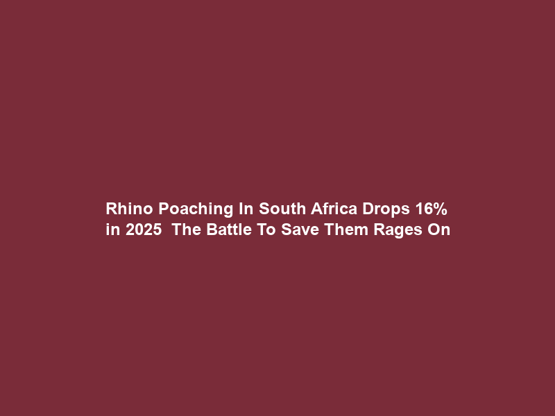 Rhino Poaching In South Africa Drops 16% in 2025 — The Battle To Save Them Rages On