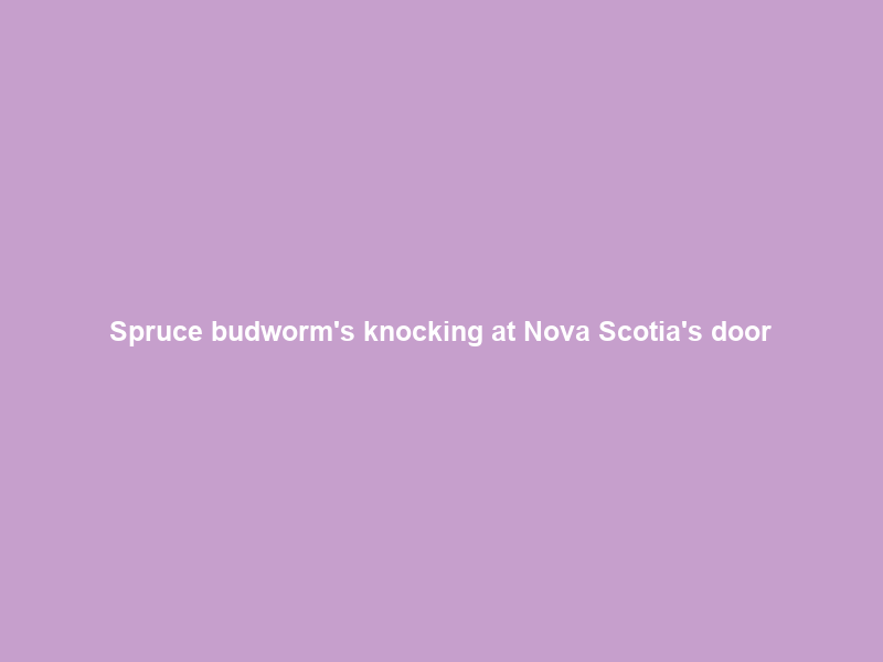 Spruce budworm’s knocking at Nova Scotia’s door; threatening worse wildfires and … – SaltWire