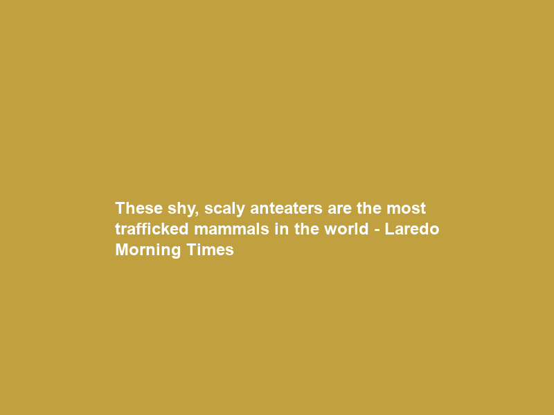 These shy, scaly anteaters are the most trafficked mammals in the world – Laredo Morning Times