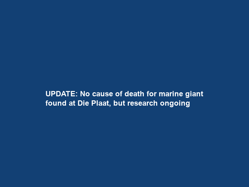 UPDATE: No cause of death for marine giant found at Die Plaat, but research ongoing