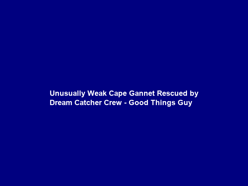 Unusually Weak Cape Gannet Rescued by Dream Catcher Crew – Good Things Guy