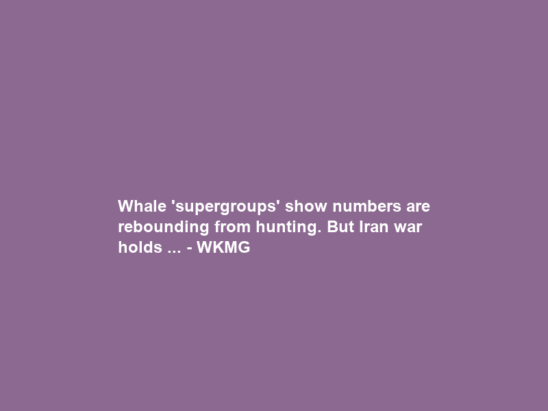 Whale ‘supergroups’ show numbers are rebounding from hunting. But Iran war holds … – WKMG