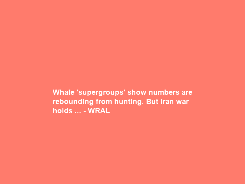 Whale ‘supergroups’ show numbers are rebounding from hunting. But Iran war holds … – WRAL