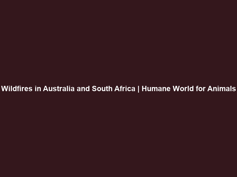 Wildfires in Australia and South Africa | Humane World for Animals
